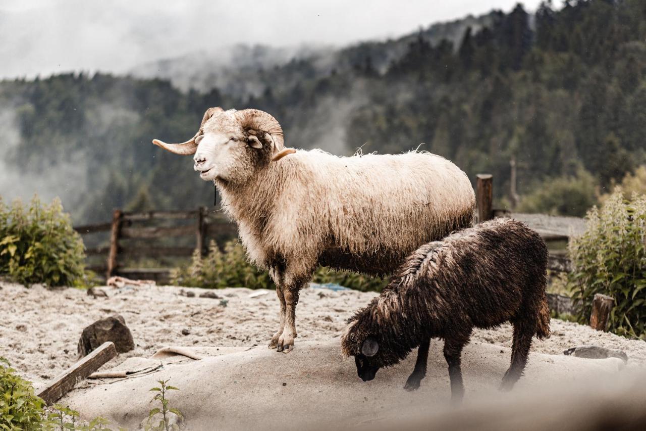 Domki U Adasia Krosnica  Esterno foto