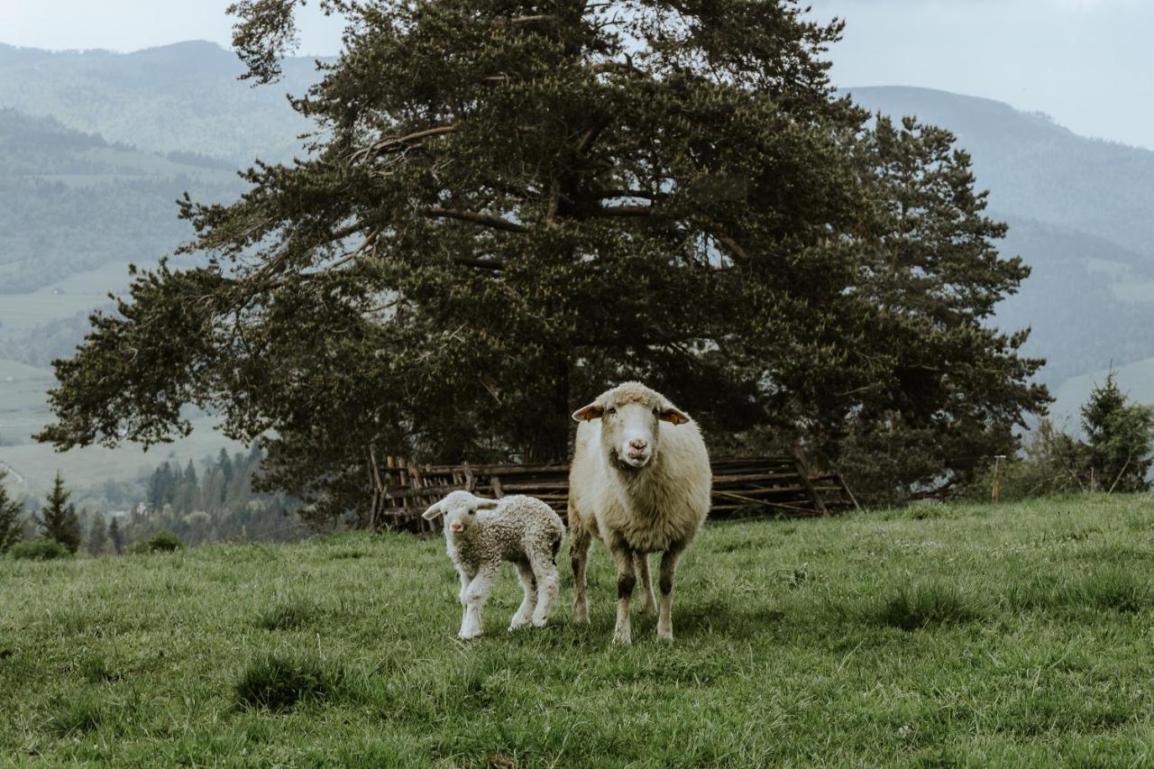 Domki U Adasia Krosnica  Esterno foto